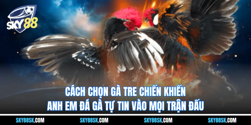 Cách chọn gà tre chiến khiến anh em đá gà tự tin vào mọi trận đấu