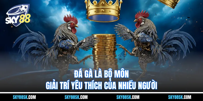 Đá gà là bộ môn giải trí yêu thích của nhiều người