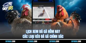 Xem đá gà mới nhất hôm nay - Các loại kèo đá gà chính xác